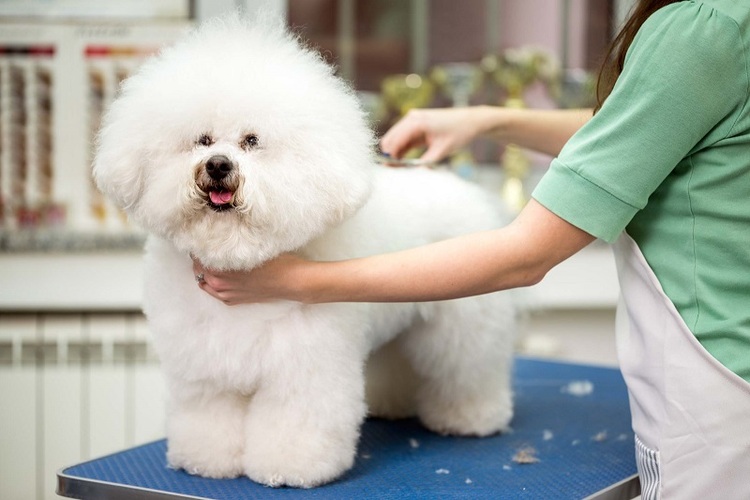 thiết kế cửa hàng bán đồ cho thú cưng Pendecor