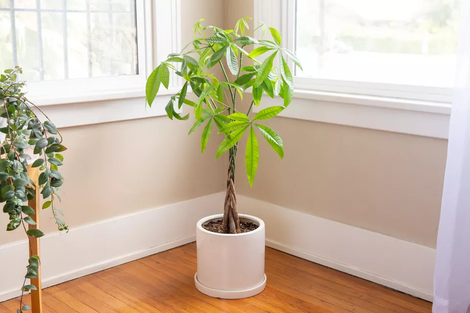 Cây cảnh có tác dụng thanh lọc không khí
