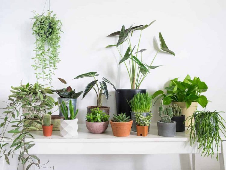 Kinh doanh mặt hàng cây cảnh văn phòng