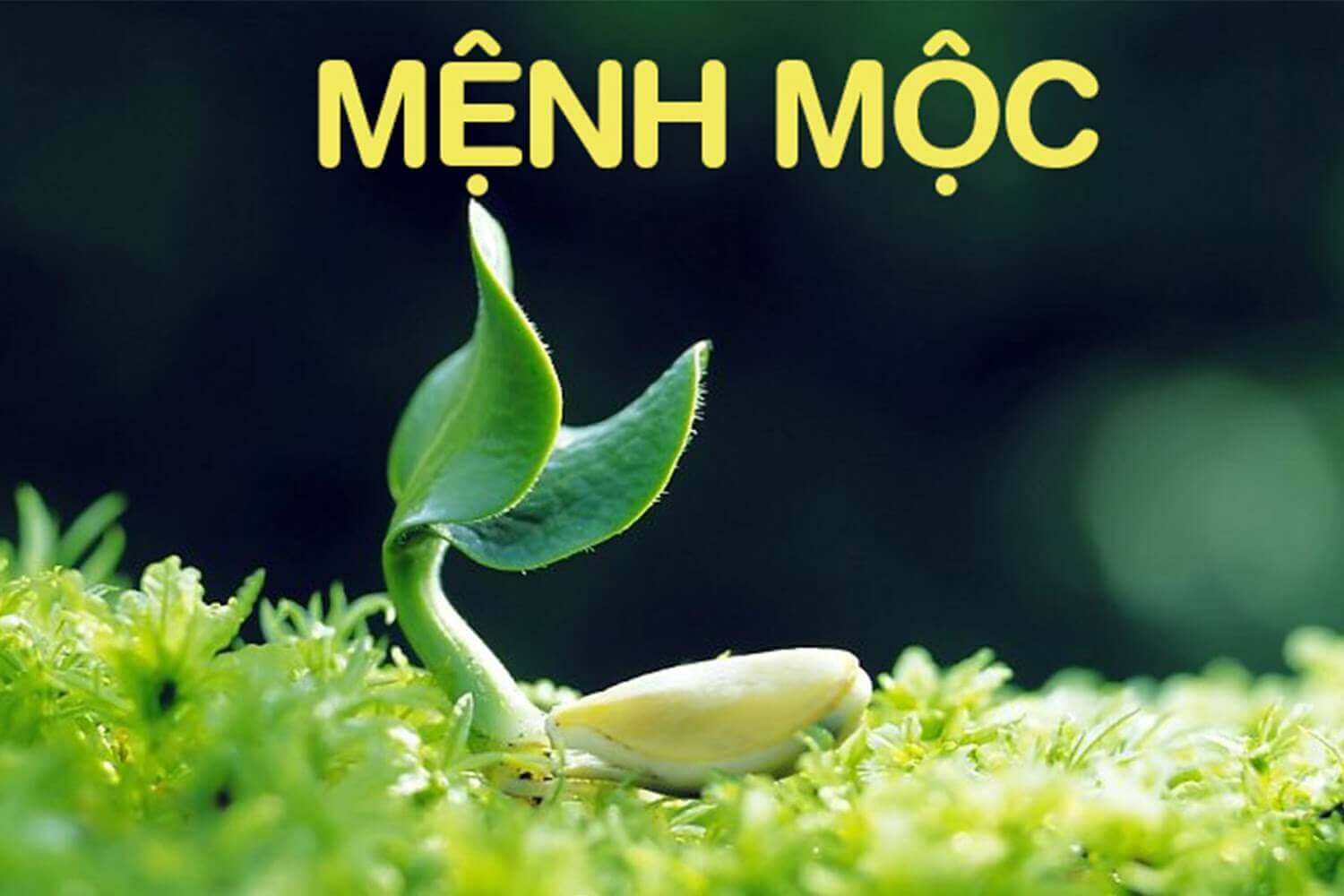 thiết kế tiệm nail mệnh mộc Pendecor